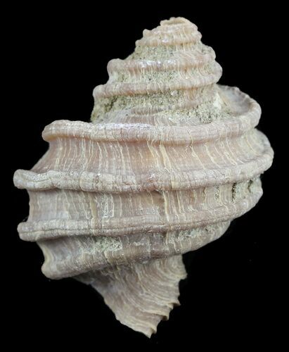 Ecphora Gastropod from Virginia - Maryland State Fossil #52067